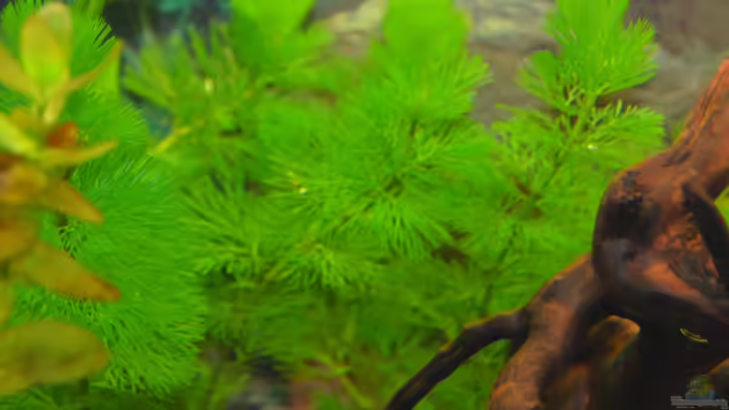 Cabomba caroliniana (Grüne Haarnixe) von Lilobär (5)