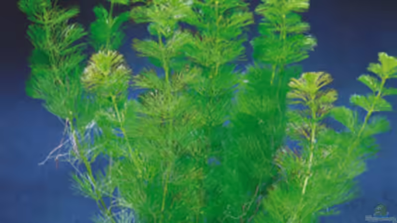 Cabomba caroliniana (Haarnixengewächs) von Thomas Greve (7)