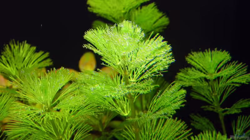 Cabomba caroliniana (Karolina-Haarnixe) von Rob86 (9)