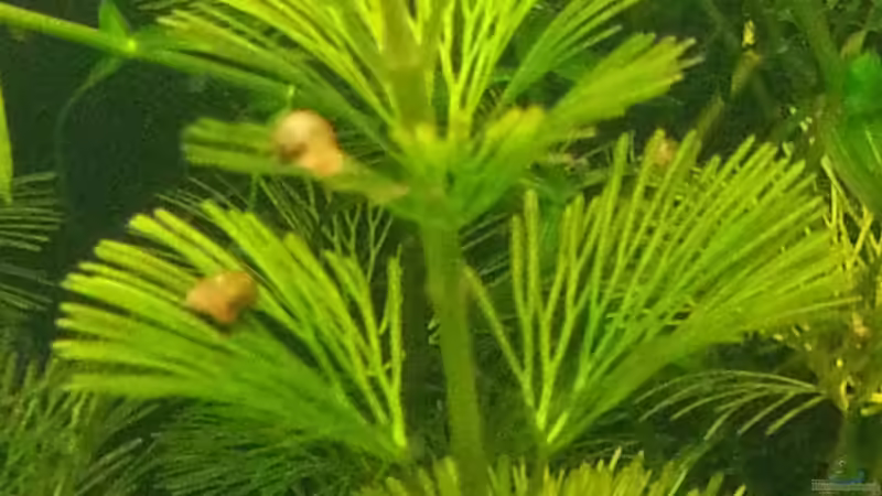 Cabomba caroliniana var. caroliniana Karolina-Haarnixe von Marcel Witt (13)