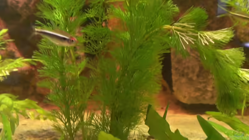 Cabomba caroliniana var. caroliniana von Jan H. (17)