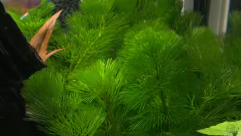 Cabomba caroliniana von bocap (18)