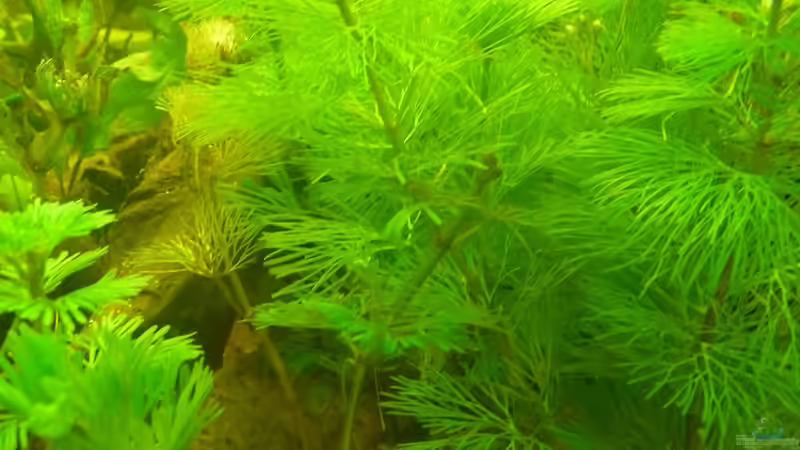 Cabomba caroliniana von Cpt Frischgemüse (3)