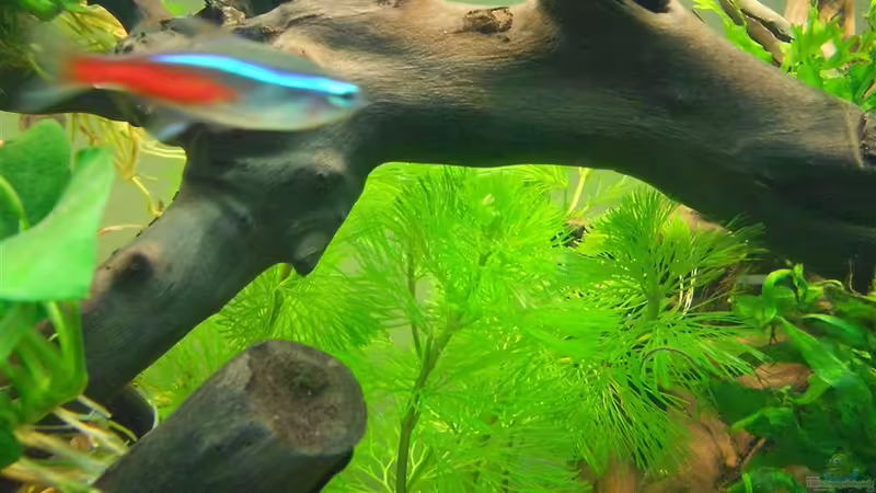 Cabomba caroliniana von FIsch89 (12)