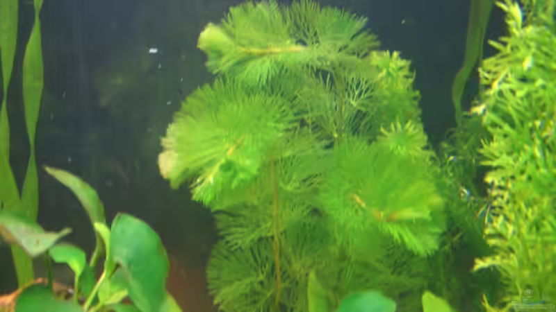 cabomba caroliniana von Gerd Bunge (3)