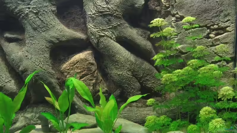 Cabomba Caroliniana von Hubert Demonty (11)