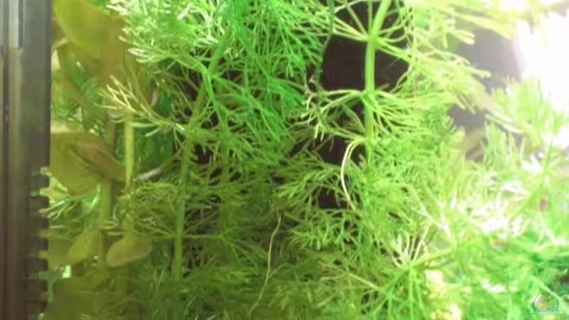 Cabomba Caroliniana von Malawi TOM (13)