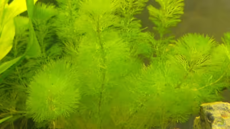 Cabomba Caroliniana von Mark S. (6)