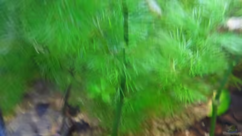 cabomba caroliniana von McCena (3)