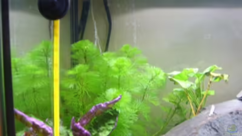 Cabomba caroliniana von Phillip Rein (4)