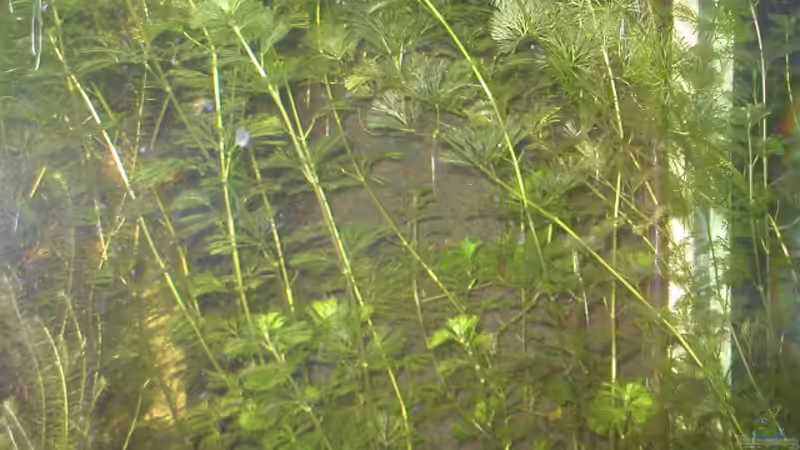 Cabomba caroliniana von Robin Bucksch (3)