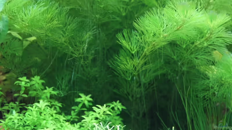 Cabomba caroliniana von Sascha T. (11)