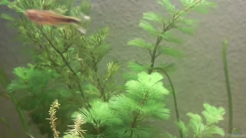 Cabomba caroliniana von Skalarfreak (4)