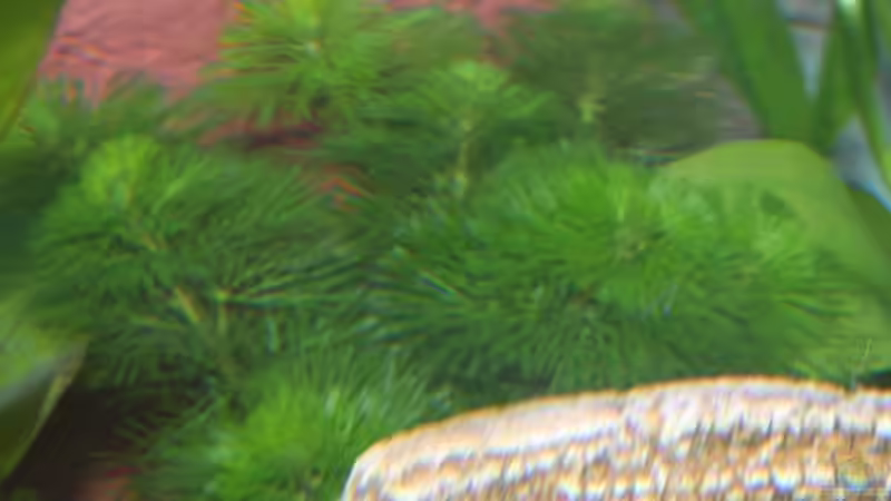 Cabomba caroliniana von Stefanie Mohr (7)