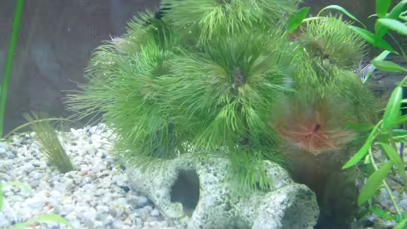 Cabomba frucatus von Fireman (9)