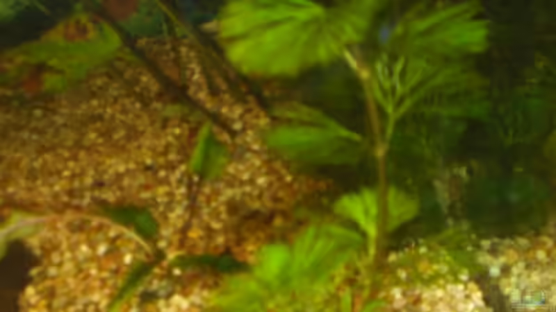 Cabomba von ActionJackson (16)