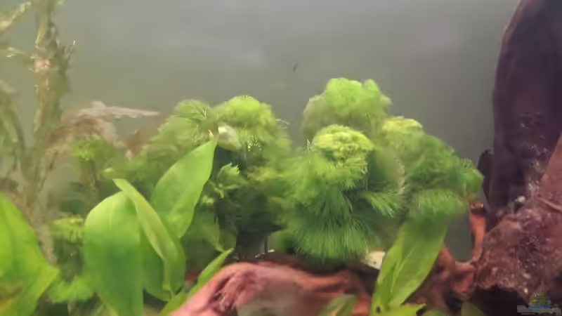 cabomba von AustroTom (8)