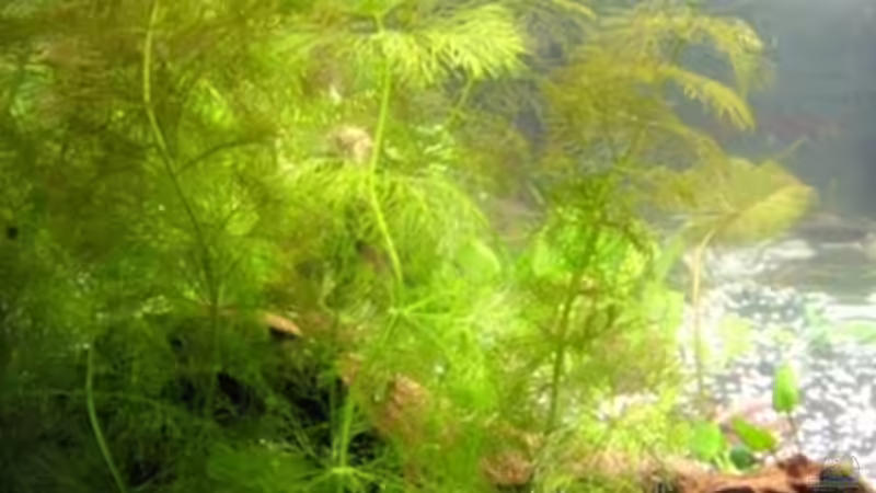 Cabomba von DanBri (13)