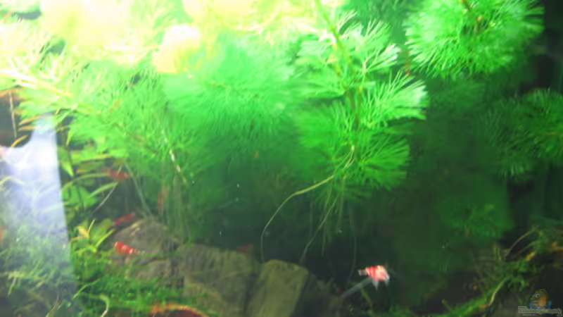 Cabomba von Gerd Zimmermann (10)