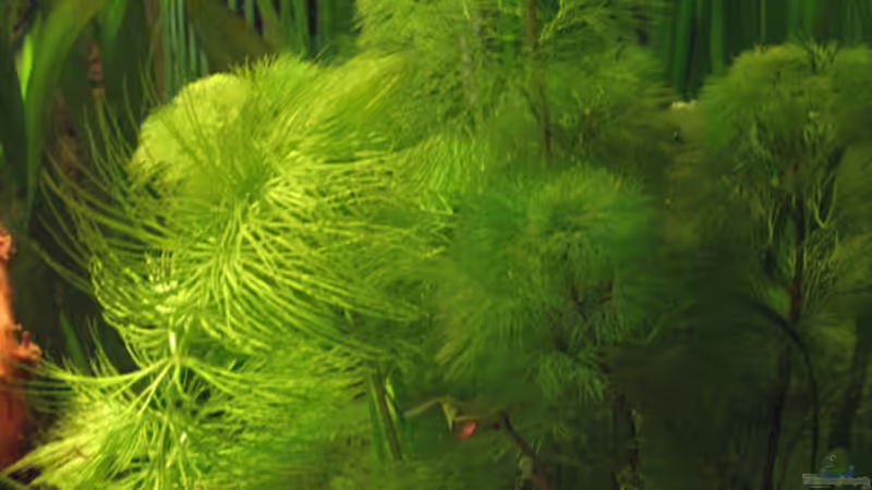 Cabomba von Gerd Zimmermann (11)