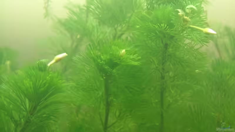 Cabomba von Palo (11)