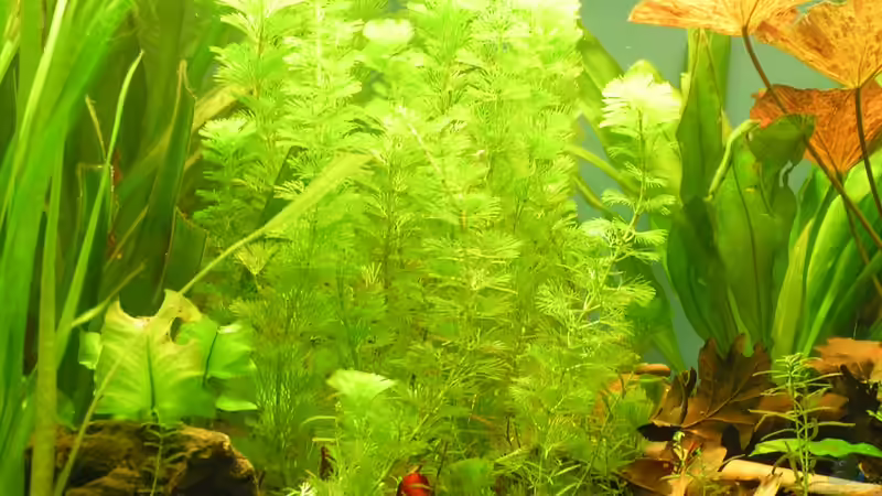 Cabomba von Peggy (22)