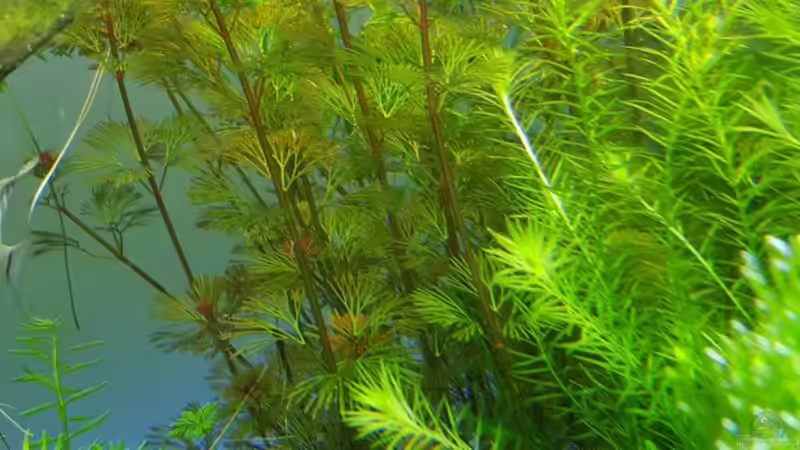 Cabomba von Sebastian Hartmann (14)