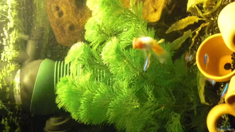 cabomba von the pepper (2)