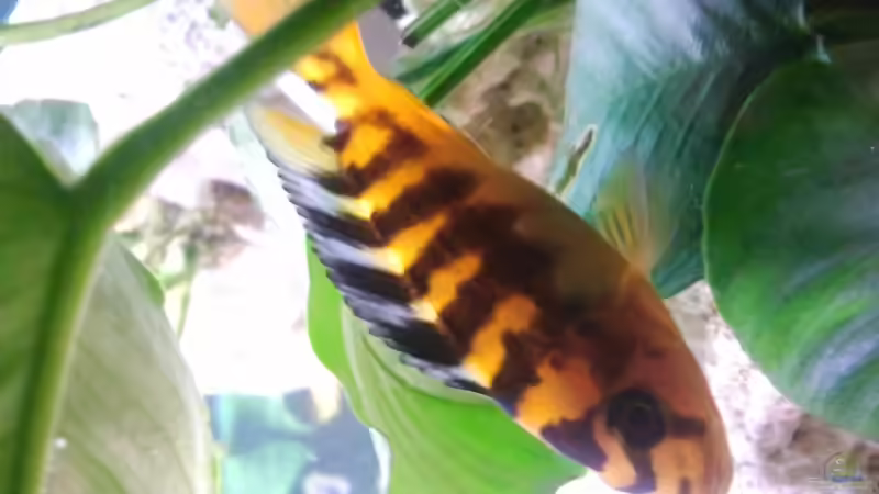 cabro von Malawi1 (5)