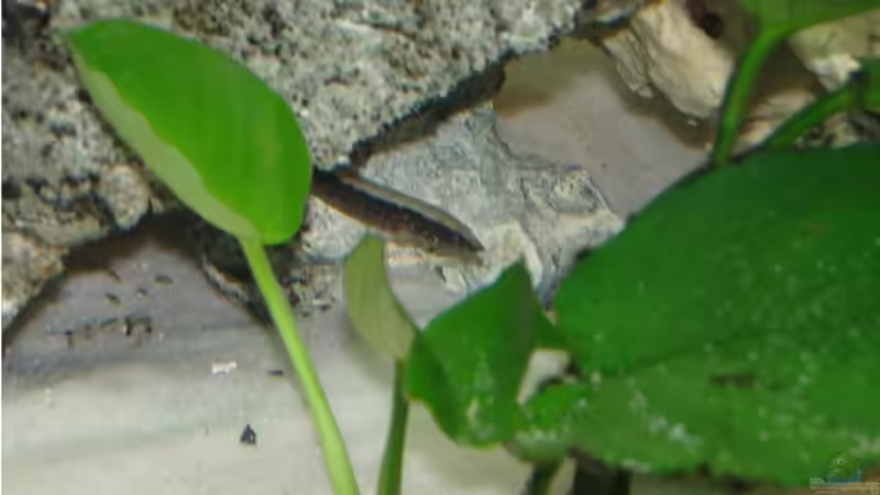 Die Aquaristik