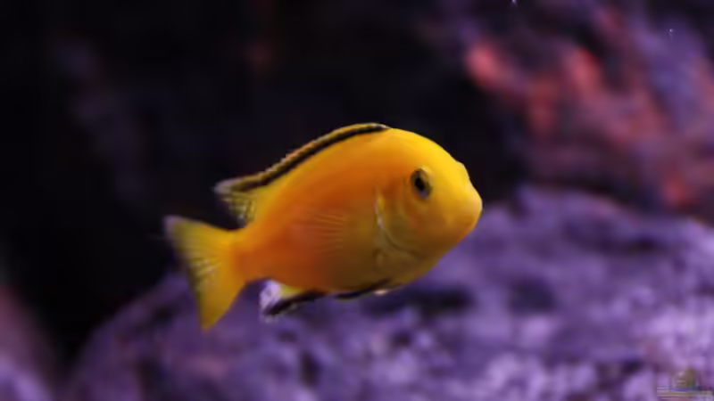 caeruleus Männchen von Werner Franz (13)