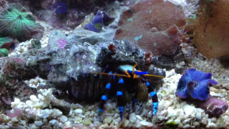 Aquarien mit Calcinus elegans (Blauer Halloween-Einsiedlerkrebs)