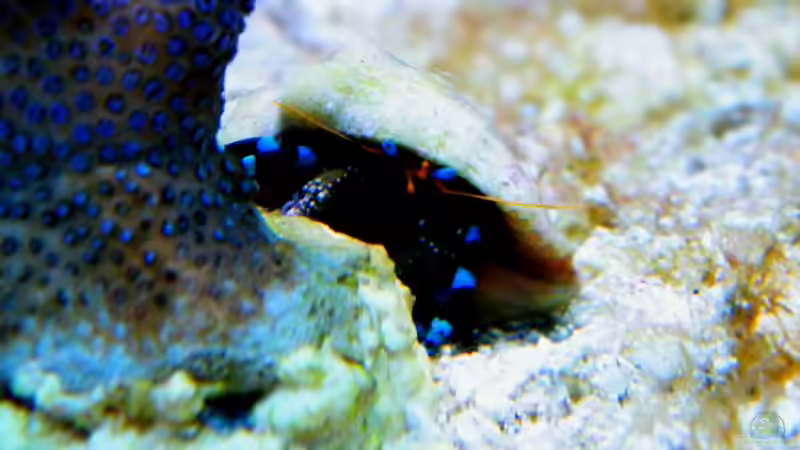 Calcinus elegans von Malawigo (21)