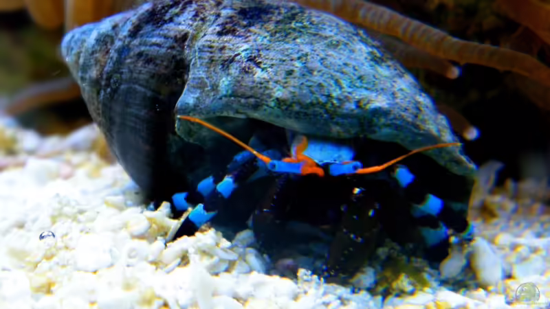 Calcinus elegans von Malawigo (53)