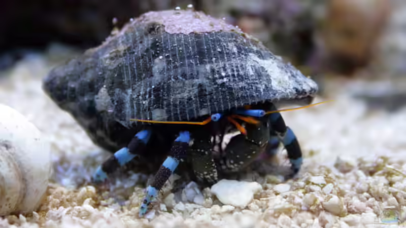 Calcinus elegans von Malawigo (62)