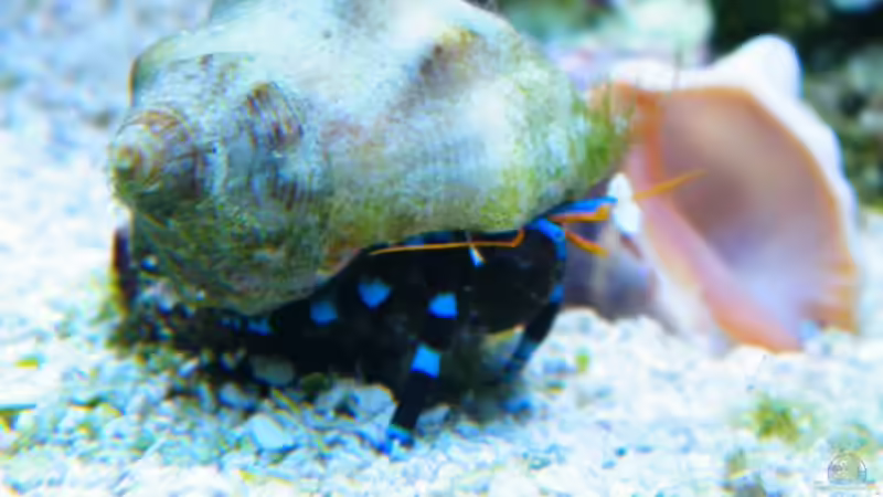 Calcinus elegans von Malawigo (74)