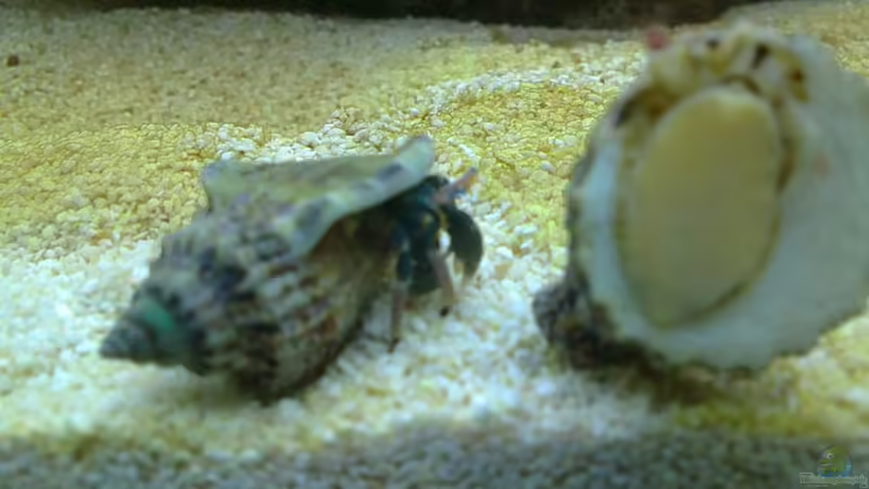 Aquarien mit Calcinus elegans (Blauer Halloween-Einsiedlerkrebs)