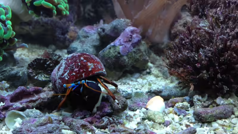 Calcinus laevimanus - Großscheren-Einsiedlerkrebs von reefaddict (21)