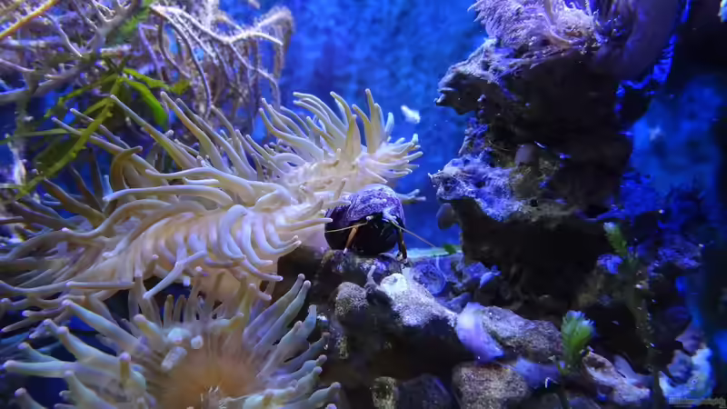 Aquarien mit Phimochirus operculatus (Einsiedlerkrebs)