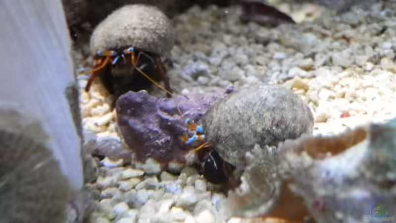 Calcinus laevimanus   von Manni1884 (44)