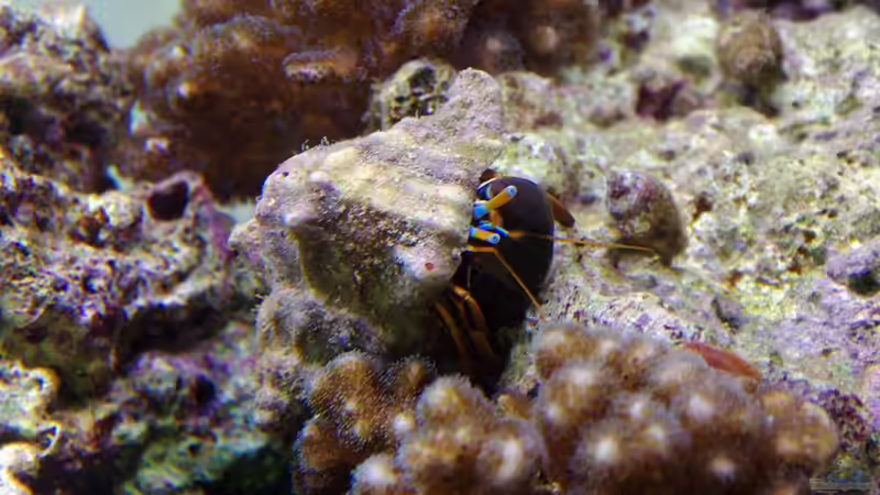 Calcinus laevimanus von Dominik N. (47)