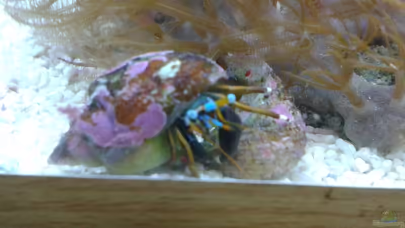 Calcinus laevimanus von Torsten Bullmahn (75)