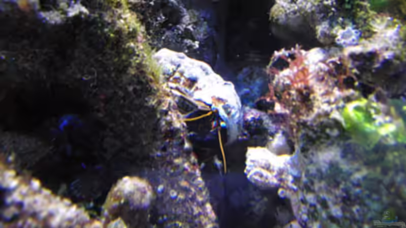 Aquarien mit Calcinus laevimanus (Großscheren-Einsiedlerkrebs)