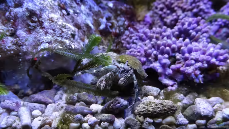 Calcinus latens - Einsiedlerkrebs von Jens Kändler (44)