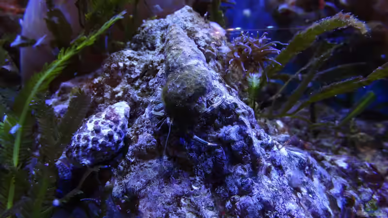 Calcinus latens - Einsiedlerkrebs von Jens Kändler (45)