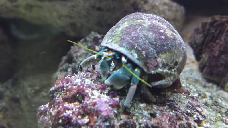 Calcinus latens - Einsiedlerkrebs von ~Sascha~ (4)