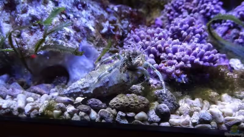 Aquarien mit Calcinus latens (Einsiedlerkrebs)