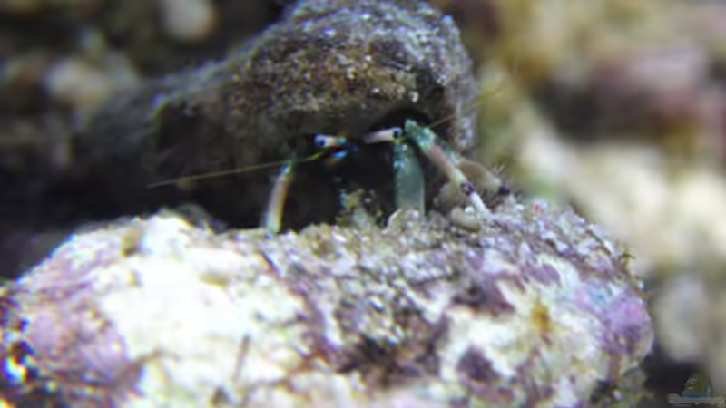 Calcinus latens von Steffen Ruck (8)