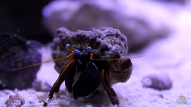 calcinus leavimanus von die Perle... (32)