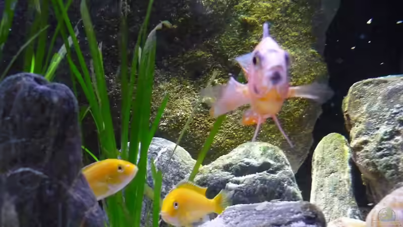 Calico und Yellows von Chris_R. (35)